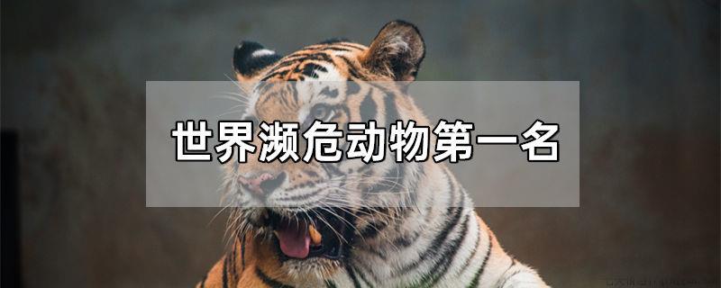 世界濒危动物第一名