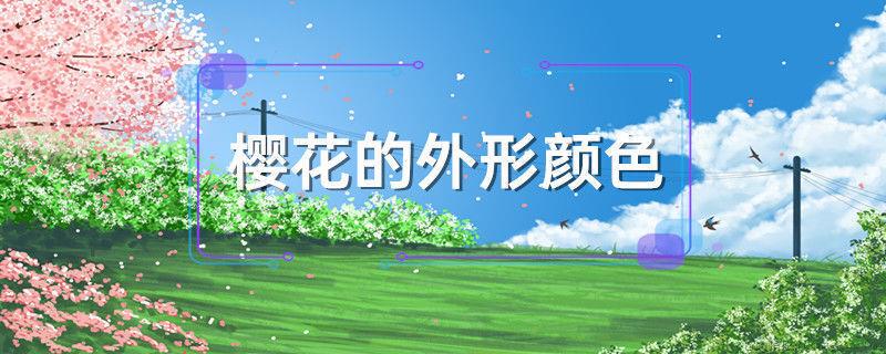 樱花的外形颜色