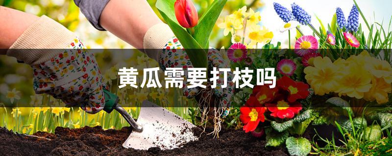 黄瓜需要打枝吗