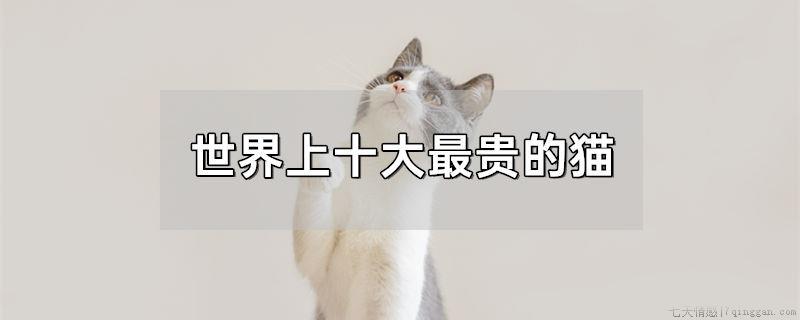 世界上十大最贵的猫