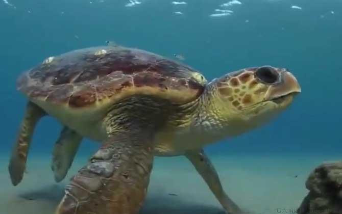 海龟是什么动物