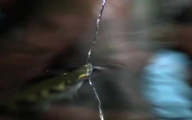 射水鱼是什么鱼