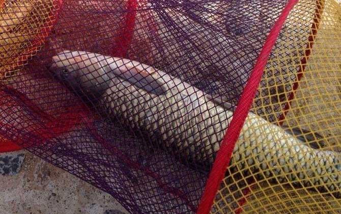 为什么吃青鱼的人很少