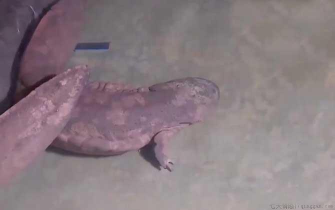 娃娃鱼价格多少钱一斤