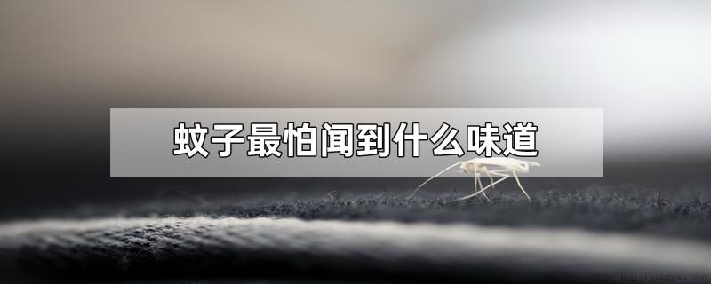 蚊子最怕闻到什么味道