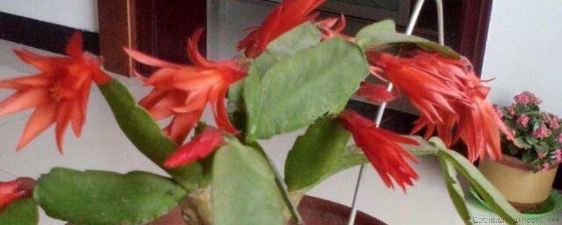 植物有性生殖和无性生殖的区别