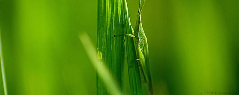 蚂蚱是害虫还是益虫