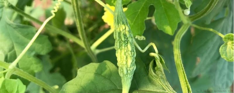 新鲜的苦瓜种子可以马上种吗