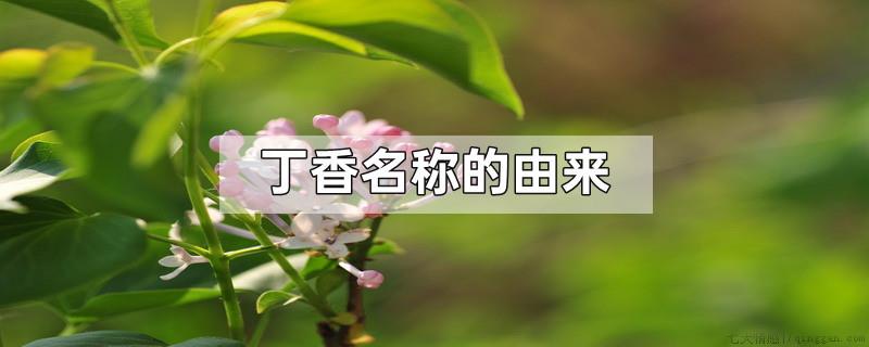 丁香名称的由来