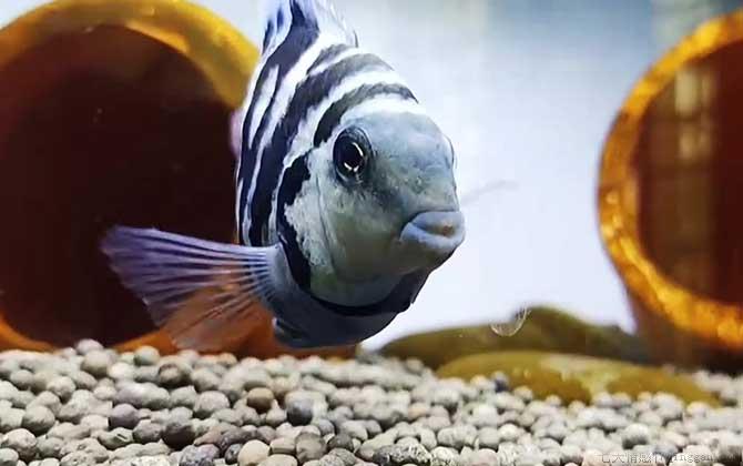 鹦鹉鱼是什么鱼