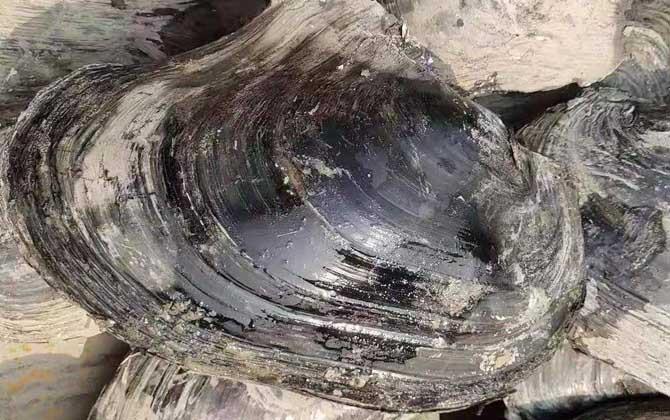 河蚌怎么处理