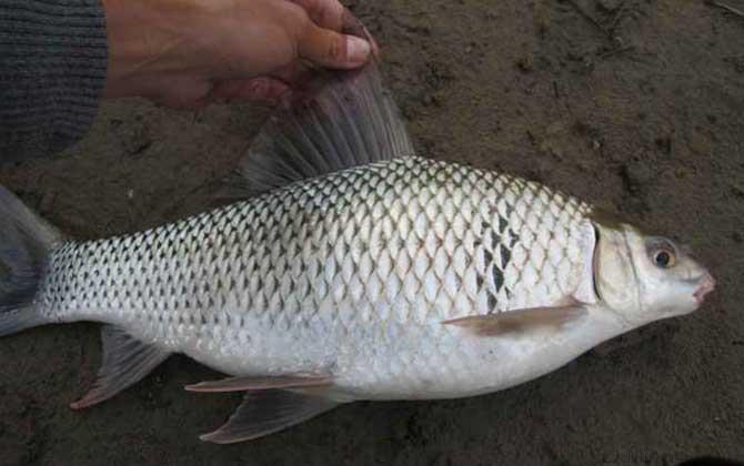 鲮鱼是海鱼还是淡水鱼