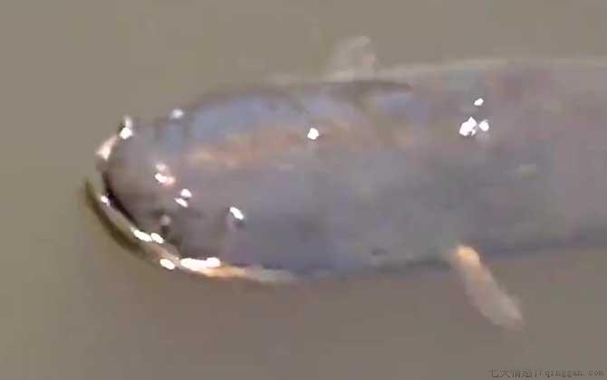 电鳗是什么动物