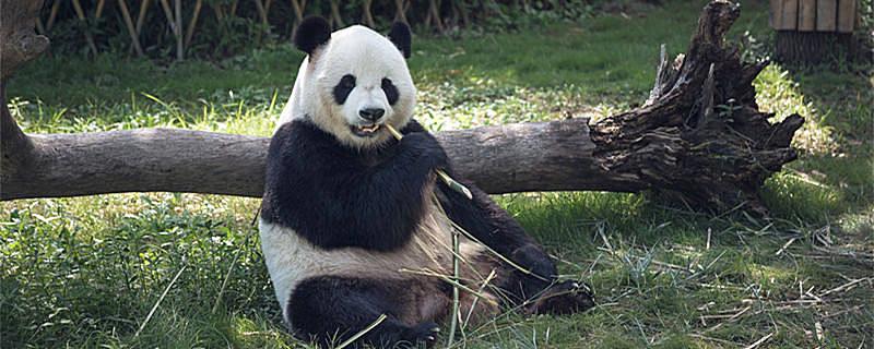 中国独有的动物有哪些