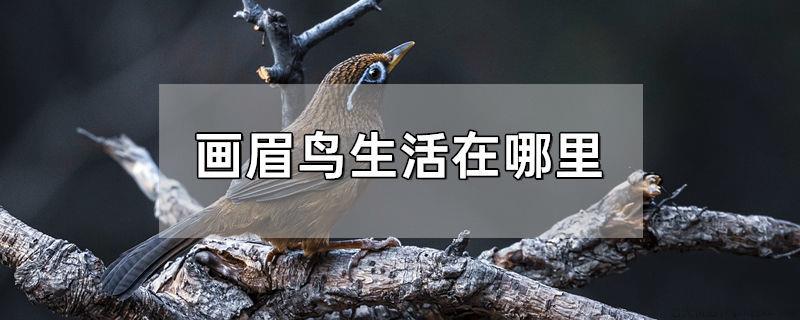 画眉鸟生活在哪里