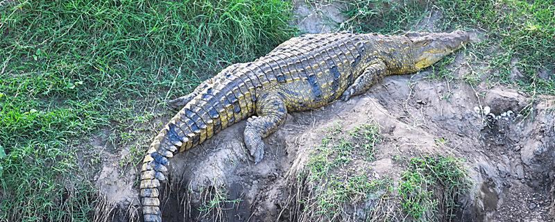 鳄鱼为什么会流眼泪