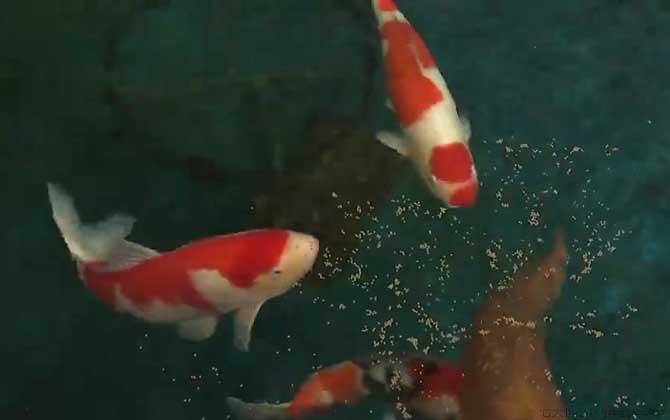 锦鲤是什么意思