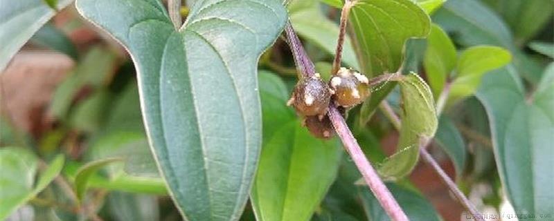 山药催芽新方法