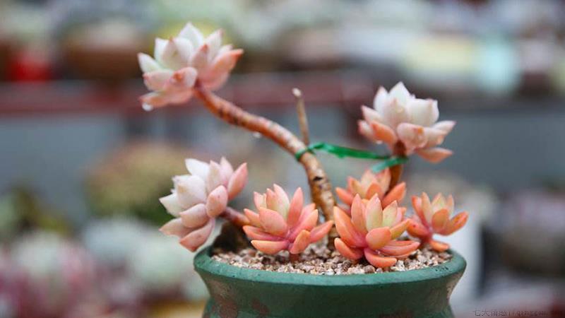 怎么养多肉植物长得快