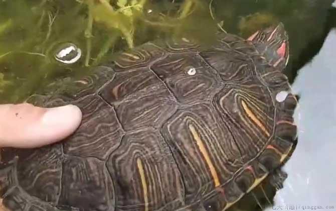 巴西龟能长多大