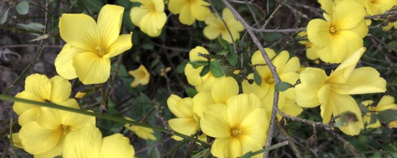 迎春花是什么季节开的花