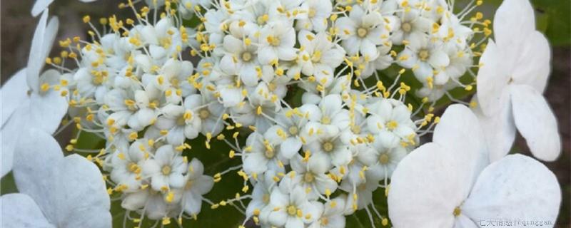 木本绣球一年开几次花