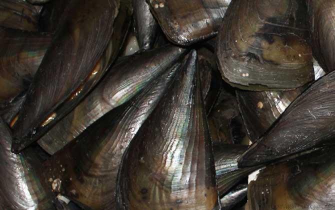 江瑶是什么贝类