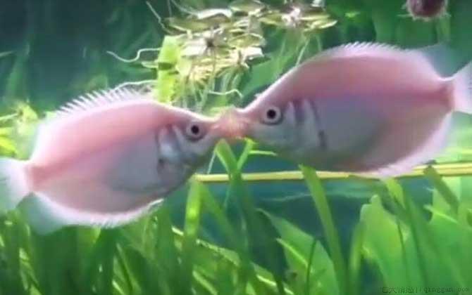 接吻鱼怎么养才不容易死