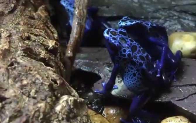 钴蓝箭毒蛙是什么蛙