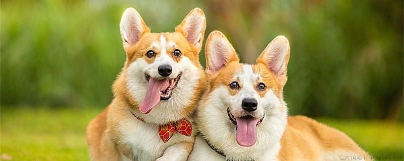 柯基是哪个国家的牧羊犬