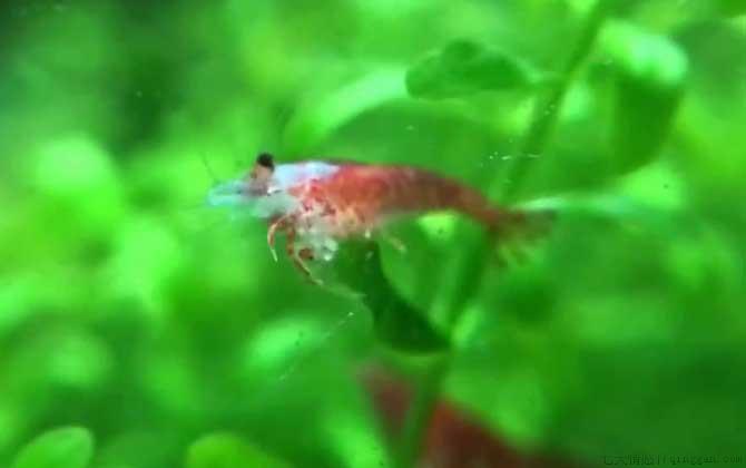 樱花虾是什么虾