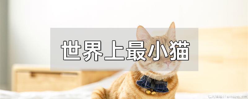 世界上最小猫