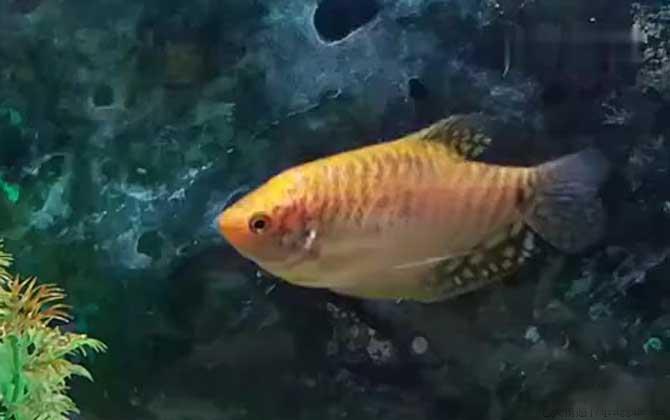 曼龙鱼是什么鱼