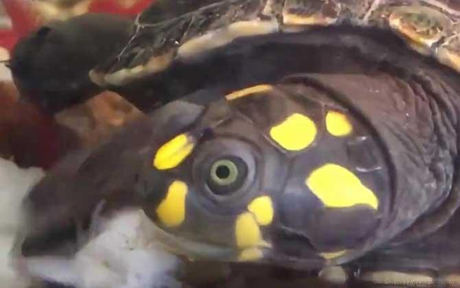 黄头侧颈龟是什么龟