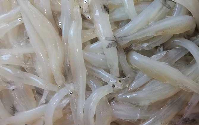 银鱼是什么鱼