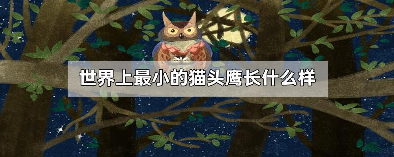 世界上最小的猫头鹰长什么样