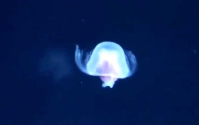 海蜇是水母吗