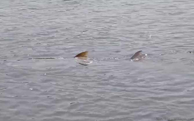 鳡鱼是淡水鱼还是海水鱼