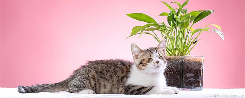 怎么训练猫咪上厕所用猫砂盆