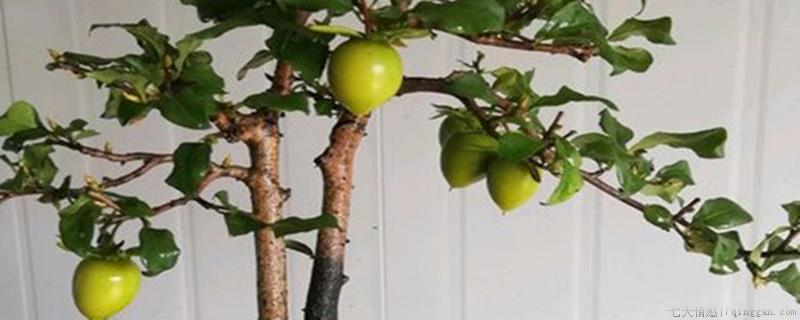 野生金弹子树都带刺吗