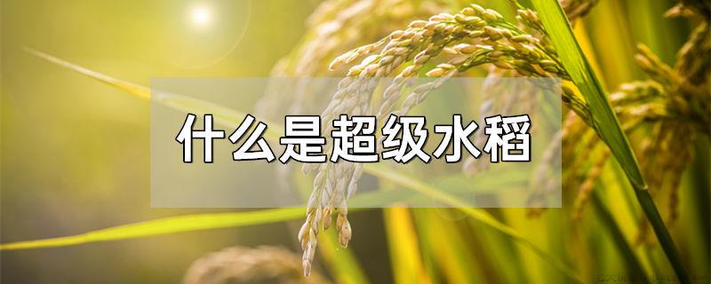 什么是超级水稻