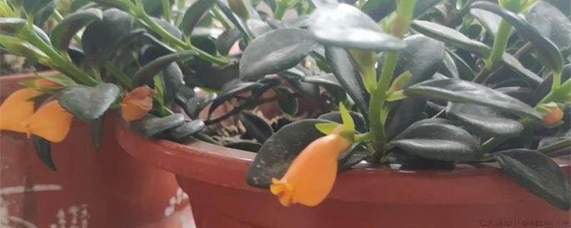金鱼花喜欢什么肥料