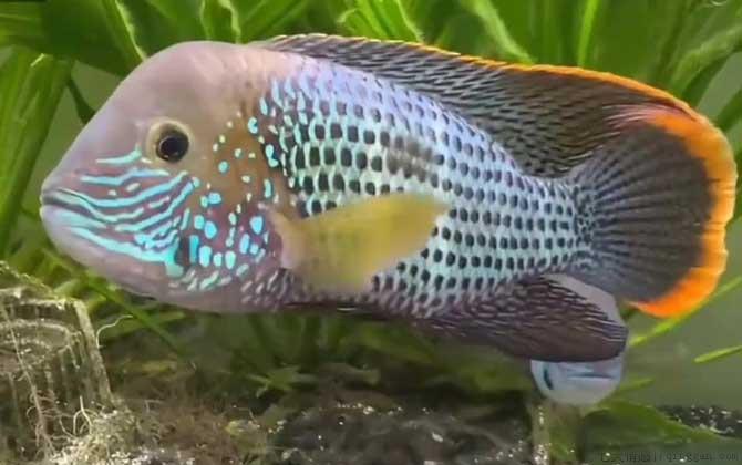 鱼缸水浑浊原因和解决方案