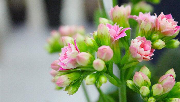 长寿花的花期