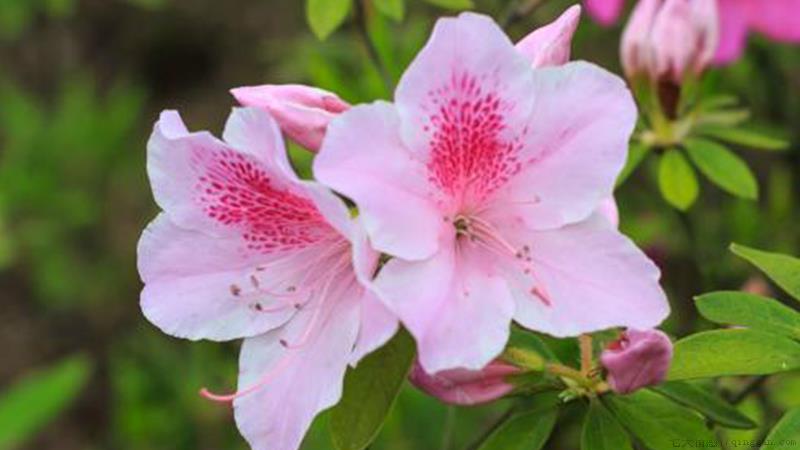 杜鹃花怎么养