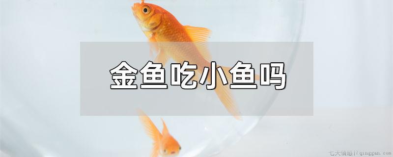 金鱼吃小鱼吗