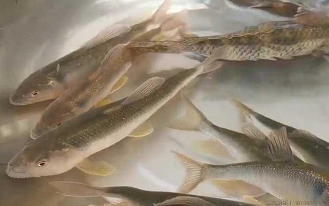 马口鱼吃什么食物