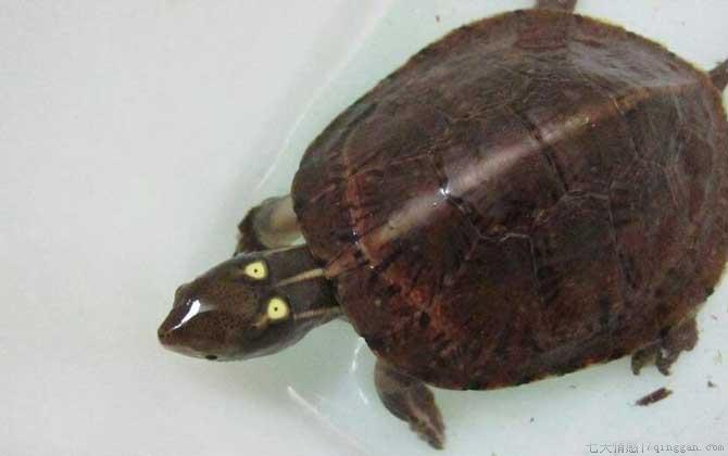 哪些龟类是国家保护动物