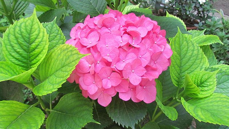 绣球花怎么养
