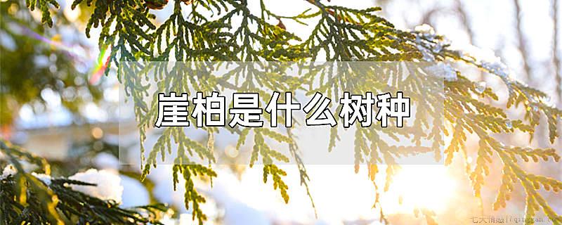 崖柏是什么树种
